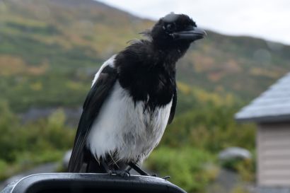 1_Hudsonelster_Alaska_ALA_4900