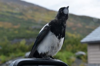2_Hudsonelster_Alaska_ALA_4899