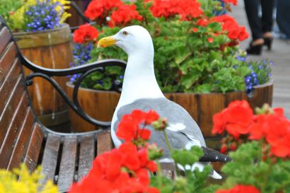Kanadamoewe_Kalifornien_DSC_0485