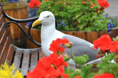 Kanadamoewe_Kalifornien_DSC_0486