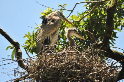 2_Kanadareiher_Florida_DSC_1698