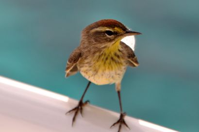 1_Palmenwaldsänger_Florida_DSC_0633