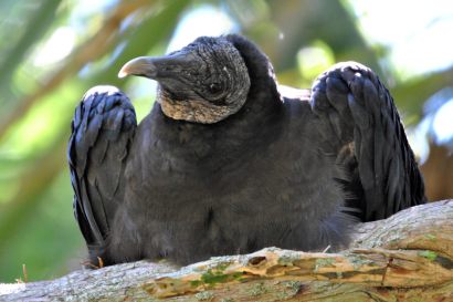 1_Rabengeier_Florida_DSC_1700