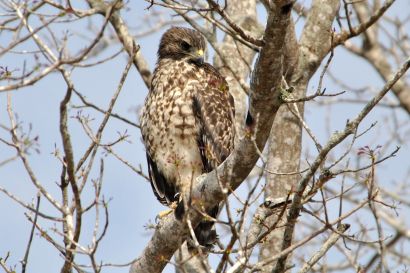 Rotschwanzbussard_Florida_DSC_0912
