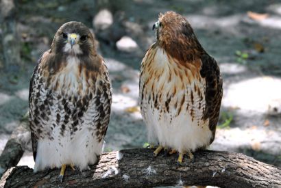 Rotschwanzbussard_Florida_DSC_1732