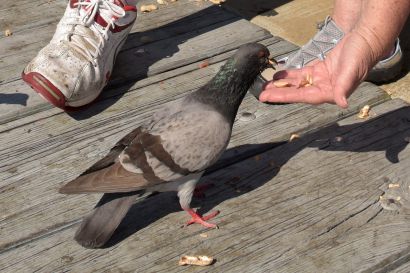 Stadttaube 2 U16 0537