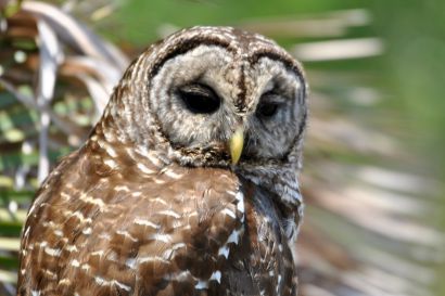 1_Streifenkauz_Florida_DSC_0790