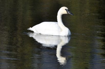 1_Trompeterschwan_Alaska_DSC_0521