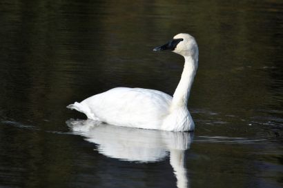2_Trompeterschwan_Alaska_DSC_0520