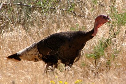 Truthuhn Arizona DSC 4123